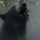 Oso Intoxicado