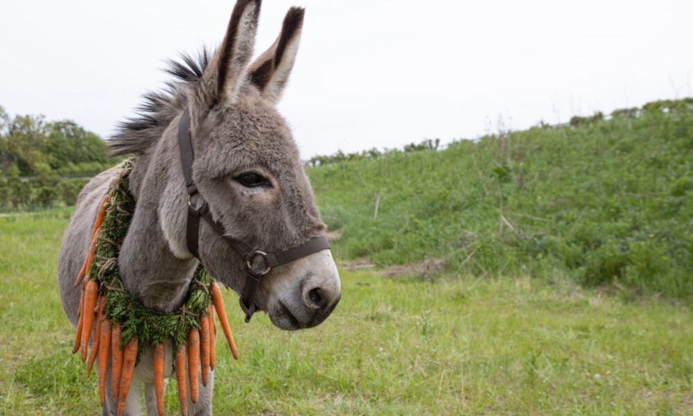 eo el burro con un collar de zanahorias