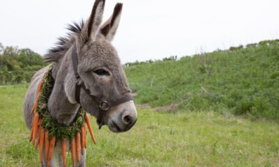 eo el burro con un collar de zanahorias