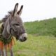 eo el burro con un collar de zanahorias