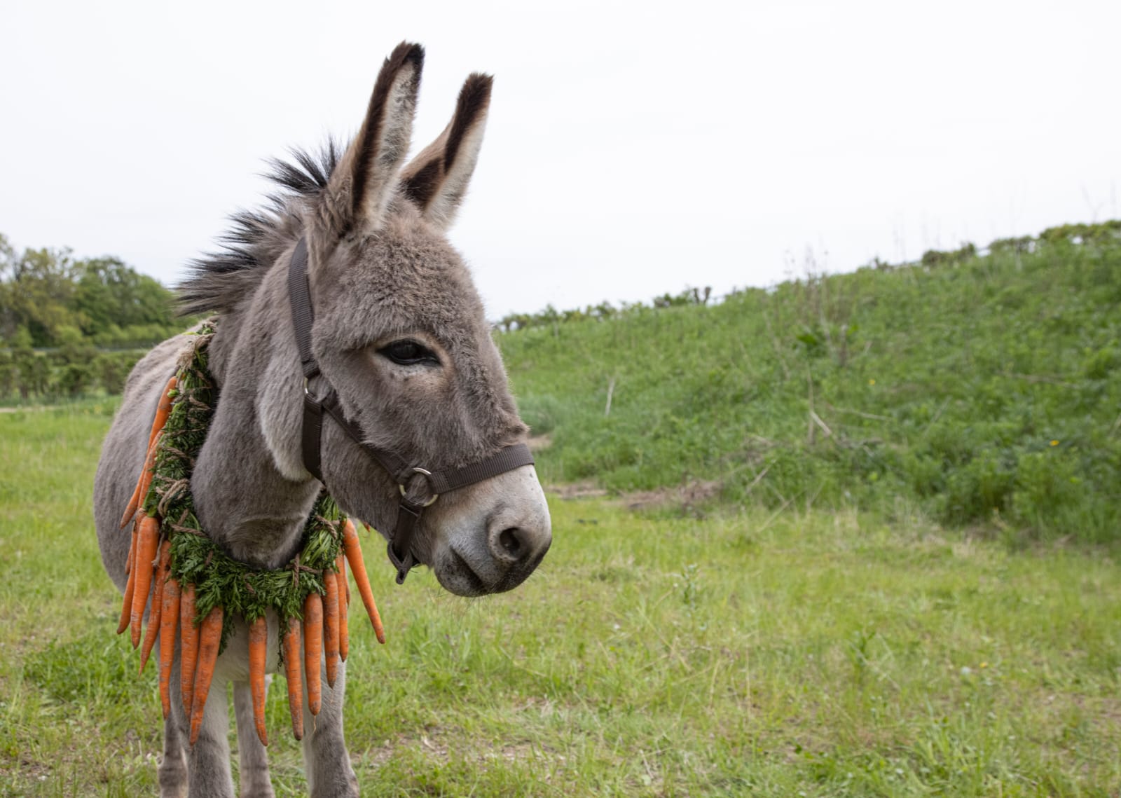 eo el burro con un collar de zanahorias